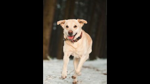 Labradog retriever dog breed