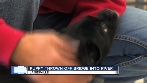 Puppy thrown from bridge into Rock River, humane society seeking owners