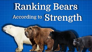 Ranking Bears According To Strength | Average to Inasanely Powerful!
