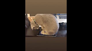 Gamer Cat Totally Takes Over This Tablet Game