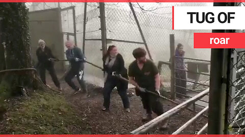 Owner of zoo hits back after petition to stop lion and tiger tug-of-war attraction
