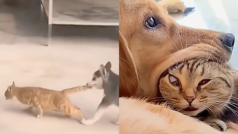 Dog and Cat are fighting in a fantastic way