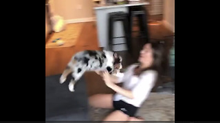 Aussie Puppy Keeps Leaping Off Couch Into Owner's Arms