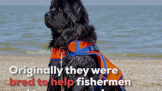 Newfoundlands Are Nanny Dogs