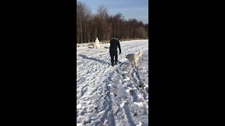 Polish Tatra sheepdog first snowman