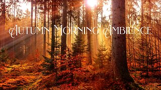 Autumn Morning Ambience, Fall Scenery, Bird Sounds for Dog and Cats #videoforcats #videofordogs
