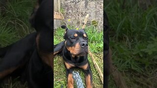 Rottweiler chewing toy #shorts #short #rottweiler #subscribe