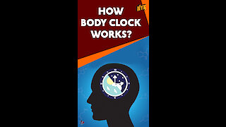 What is Circadian Rhythm *