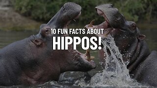 10 Fun Facts About Hippos - Travel Video