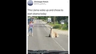 Llama being drama.