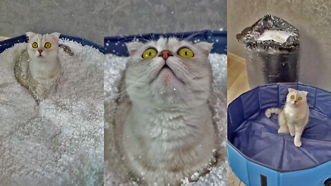 Time to play snow - so funny cat !!!