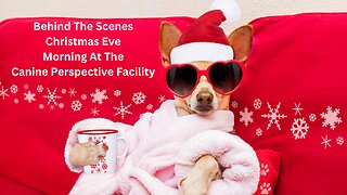 Christmas Eve 2023 At The Canine Perspective Facility
