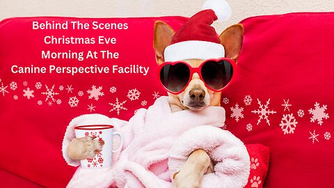 Christmas Eve 2023 At The Canine Perspective Facility