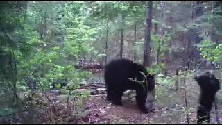 Little bit of bear - Cutest bear cub ever