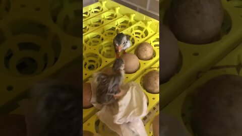 Bathed two Guinea fowl hatchlings covered in goop and popped back in incubator