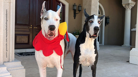 Funny Great Danes Talk Turkey About Thanksgiving Hat