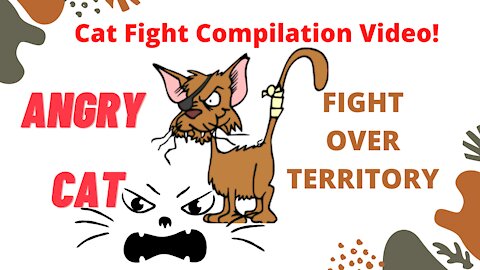 Cat Fight Compilation Video! Cat Fight over territory, ANGRY CATS - Street Fighting Cats