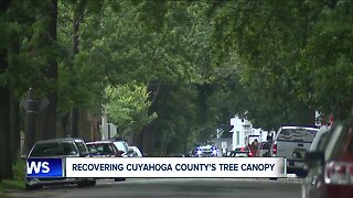 Cuyahoga County is losing trees, and it's a problem for all of us