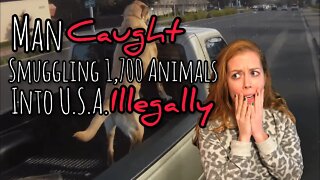 Man CAUGHT Smuggling 1,700 Animals ILLEGALLY into USA! Chrissie Mayr in the Morning