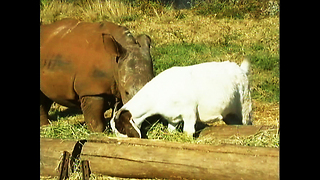 Rhino And Goat Make Friends
