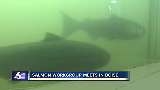 Governor's Salmon Work Group Looks to Address Salmon Recovery in Idaho
