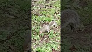 Baby Squirrel - Be Kind to Nature 🇬🇧🐿️🌳