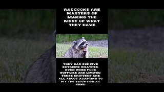 Raccoon Spirit Animal Meaning