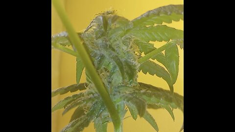 Home Grow Tips For A Cheap Home Grow - No Chemicals All Natural