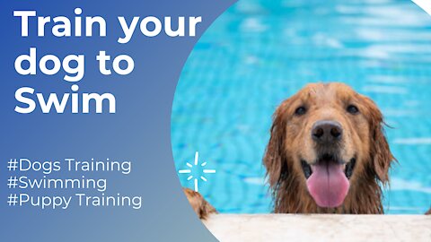 How to train dogs to swim perfecly?