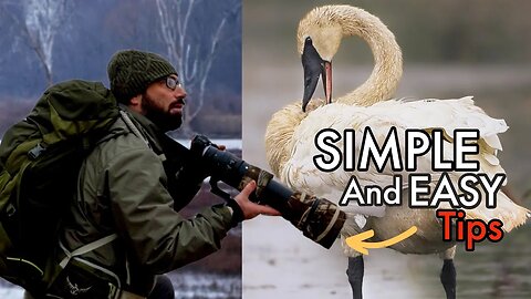 Three SIMPLE Tips for Wildlife Photography | Composition TECHNIQUE for BETTER Photos