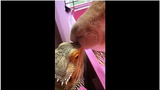 Rabbit gives bearded dragon big fat kiss