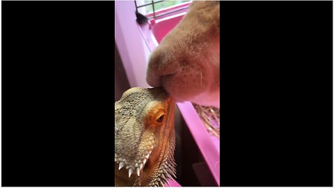 Rabbit gives bearded dragon big fat kiss