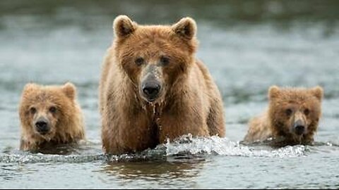 "Ripples of Wisdom: Mother Bear teaches cubs to fish " #74