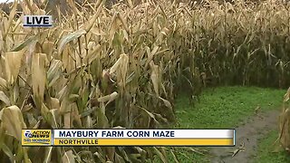 Maybury Farm Corn Maze