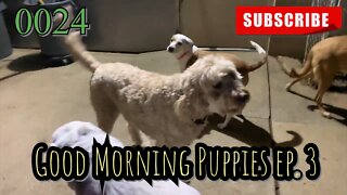 the[DOG]diaries [0024] GOOD MORNING PUPPIES - EPISODE 3 [#doggies #puppies #dogdaycare]