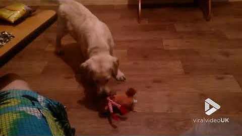 Little Labrador Gets Annoyed By A Noisy Toy