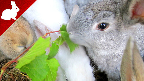 Feed Rabbits - Grape Leaves and Branches