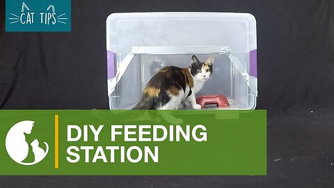 Cat Tips: DIY Feeding Station
