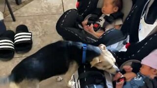Family dog meets infant twins for the first time!