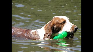 Elfin and Plume retrieving from the water