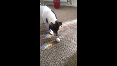 Dog Playing With Boiled Egg Part