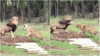 Obehagligt ögonblick när ett par lejon bråkar