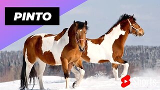 Pinto Horse 🐶 One Of The Most Beautiful Horses In The World #shorts