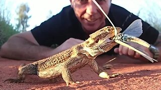 Snake Charmer VS BEARDED DRAGON!