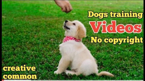 Dog training videos