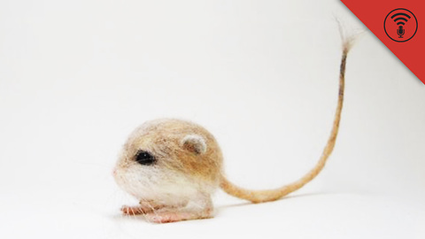 Stuff You Should Know: England's Septuagenarian Jewelry Heist & the World's Cutest Rodent