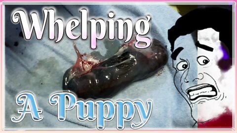 How to Whelp Puppies! The Dark Side You Didn't Know About!