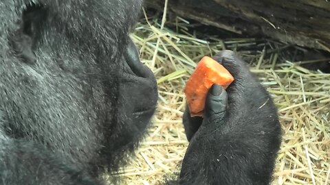 Classy Gorilla Cleans And Peels Carrot Before Eating
