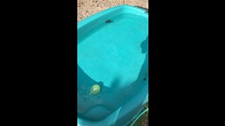 Water balloons dropped into POOL