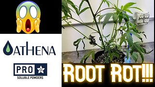 ROOT ROT!! When I Defol - Athena Pro Line - Day 14 flower